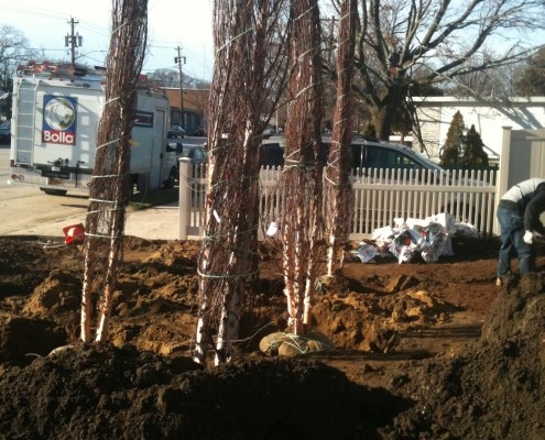 Commercial Planting Services