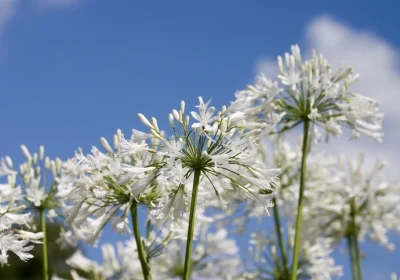Agapanthus Galaxy White - Agapanthus ‘Galaxy White’