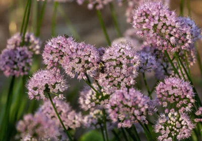Allium Millenium - Allium lusitanicum ‘Millenium’