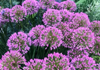 Allium Serendipity - Allium lusitanicum ‘Seredipity’