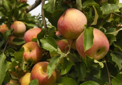 Apple ‘Fuji’ (Tree)