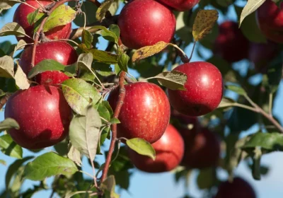 Apple ‘Honeycrisp’