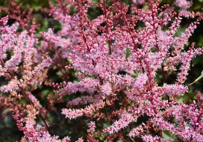 Astilbe Delft Lace - Astilbe ‘Delft Lace’