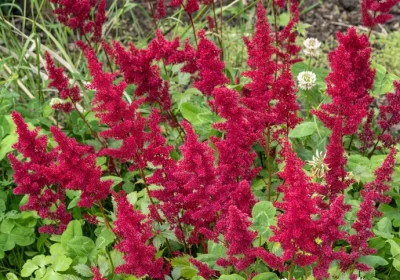 Astilbe Montgomery - Astilbe japonica ‘Montgomery’