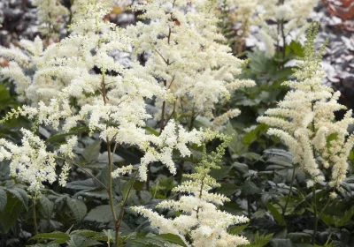 Astilbe Visions in White - Astilbe chinensis ‘Visions’