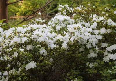 Azalea Delaware Valley - Rhododendron x ‘Delaware Valley White’