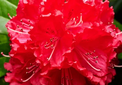 Azalea Encore Autumn Bravo - Rhododendron x hybrid’