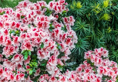 Azalea Encore Autumn Starburst - Rhododendron x hybrid
