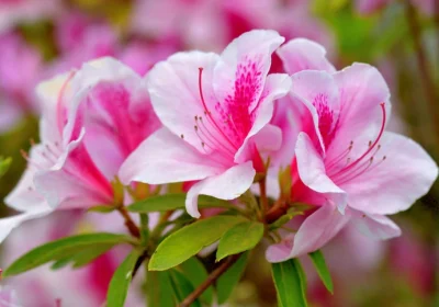 Azalea Encore Autumn Twist - Rhododendron x hybrid