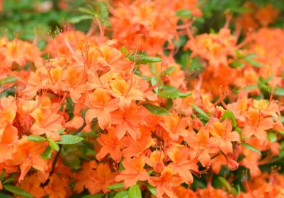 Azalea Exbury Gibraltar - Rhododendron ‘Gibraltar’