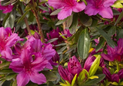Azalea Girard’s Fuchsia - Rhododendron x ‘Girard’s Fuchsia’