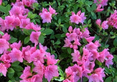 Azalea Gumpo Pink - Rhododendron x ‘Gumpo Pink’