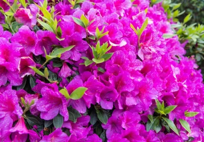 Azalea Perfecto Mundo Double Purple - Rhododendron x hybrid