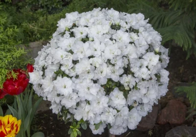 Azalea Perfecto Mundo Double White - Rhododendron x hybrid