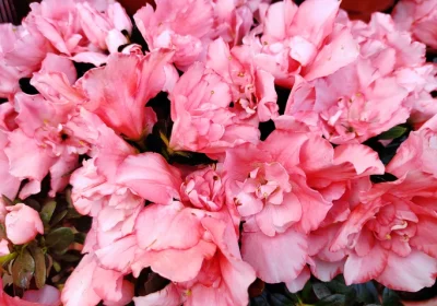Azalea Perfecto Mundo Epic Coral - Rhododendron x hybrid