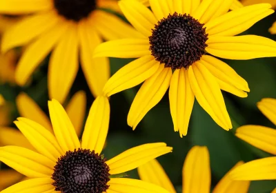 Black Eyed Susan Deamii - Rudbeckia fulgida ‘Deamii’