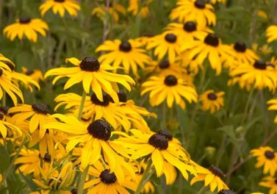 Black Eyed Susan Goldsturm - Rudbeckia fulgida ‘Goldsturm’
