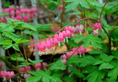 Bleeding Heart - Dicentra spectabilis