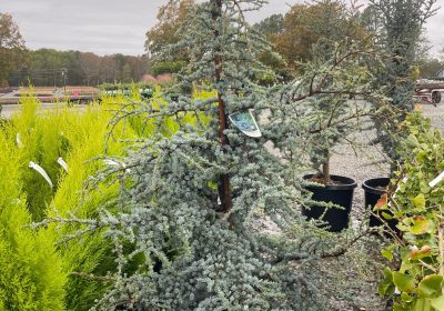 Blue Atlas Cedar Horstmann (Dwarf) - Cedrus atlantica ‘Horstman’
