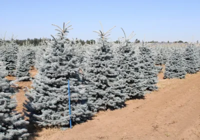 Blue Spruce Baby Blue - Picea pungens ‘Baby Blue’