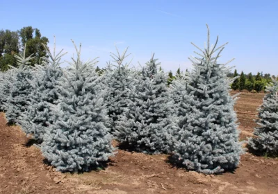 Blue Spruce Bizon Blue - Picea pungens ‘Bizon Blue’