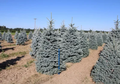 Blue Spruce Hoopsii - Picea pungens ‘Hoopsii’