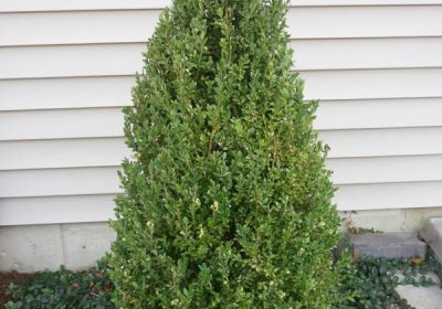 Boxwood Green Mountain - Buxus x ‘Green Mountain’