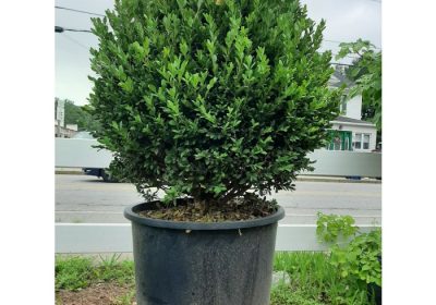 Boxwood Green Mountain Globe Form