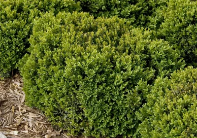 Boxwood Green Velvet - Buxus x ‘Green Velvet’