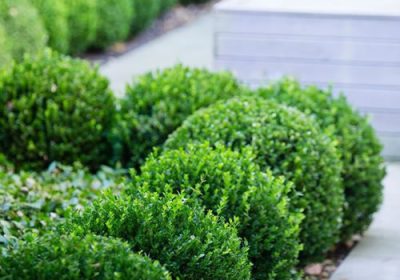 Boxwood Little Missy - Buxus microphylla ‘Little Missy’