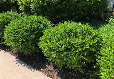 Boxwood Winter Gem - Buxus microphylla var. japonica ‘Winter Gem’