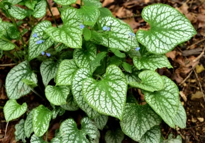 Brunnera Jack Frost - Brunnera macrophylla ‘Jack Frost’