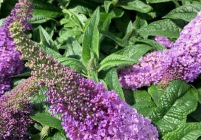 Butterfly Bush Pugster Amethyst - Buddleia ‘Pugster Amethyst’