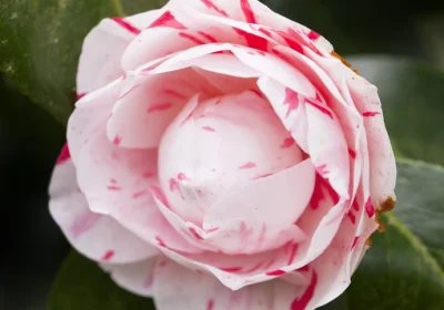 Camellia April Dawn - Camellia japonica ‘April Dawn’
