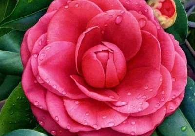Camellia April Kiss - Camellia japonica ‘April Kiss’
