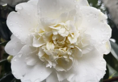 Camellia Winter’s Snowman - Camellia sasanqua ‘Winter’s Snowman’