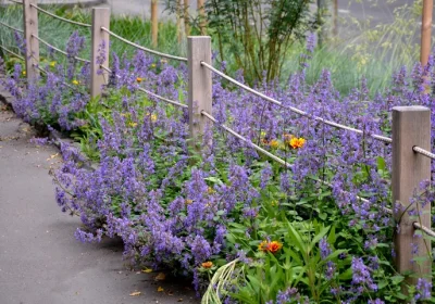 Catmint Blue Wonder - Nepeta racemosa ‘Blue Wonder’