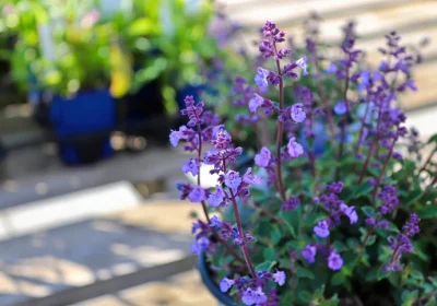 Catmint Little Trudy - Nepeta x psfike ‘Little Trudy’