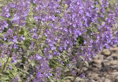 Catmint Walkers Low - Nepeta x faassenii ‘Walker’s Low’