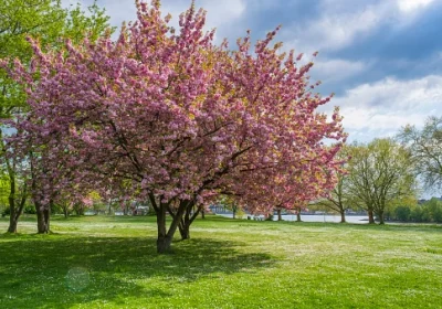 Cherry Kwanzan - Prunus serrulata ‘Kwanzan’