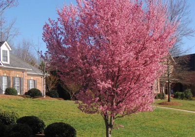 Cherry Okame - Prunus x ‘Okame’