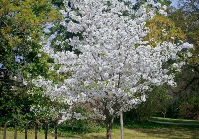 Cherry Yoshino - Prunus yedoensis ‘Yoshino’