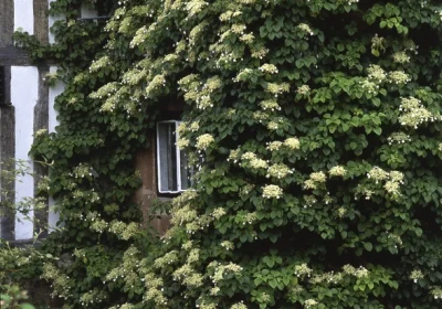 Climbing Hydrangea - Hydrangea petiolaris