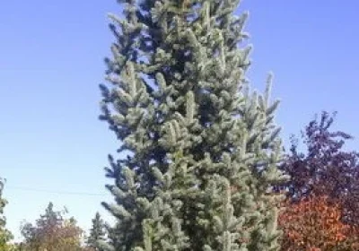 Columnar Blue Spruce - Picea pungens Iseli Fastigiata