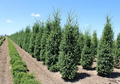 Columnar Norway Spruce - Picea abies ‘Cupressina’
