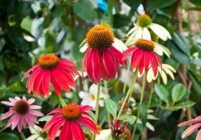 Coneflower Cheyenne Spirit - Echinacea ‘Cheyenne Spirit’