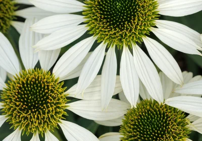 Coneflower Kismet White - Echinacea ‘Kismet White’