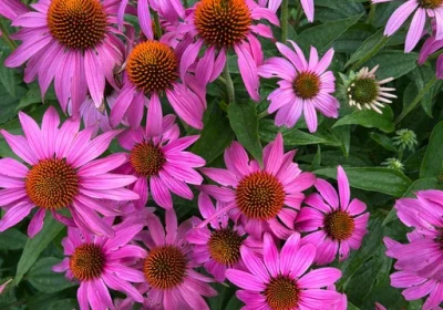 Coneflower PowWow Wild Berry - Echinacea ‘PowWow Wild Berry’