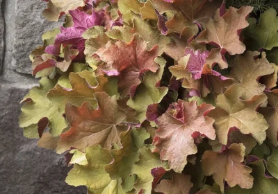 Coral Bell Caramel - Heuchera ‘Caramel’