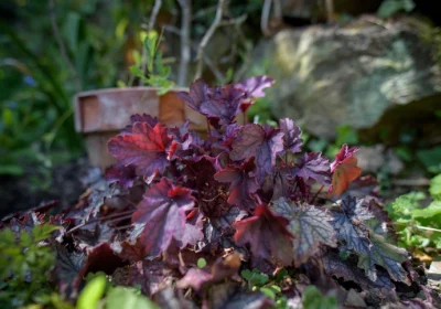 Coral Bell Palace Purple - Heuchera ‘Palace Purple’
